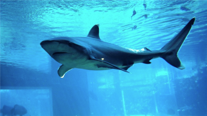 CLB vốn tư nhân được thành lập bởi 15 quỹ 'cá mập' hứa gọi vốn 35 tỷ USD cho startup Việt