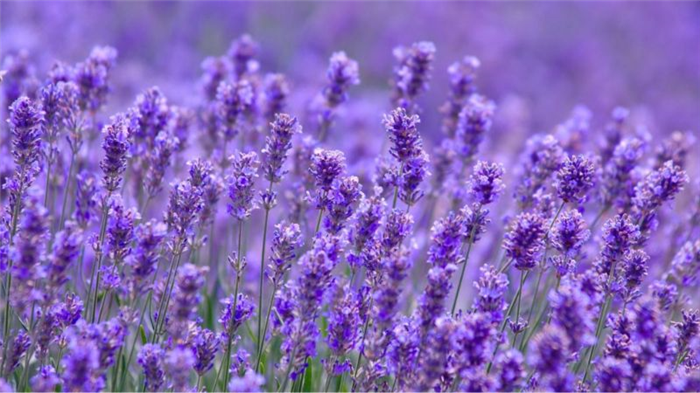 Nhóm cổ phiếu bất động sản khu công nghiệp tím trần trong phiên ông Trump đắc cử Tổng thống Mỹ