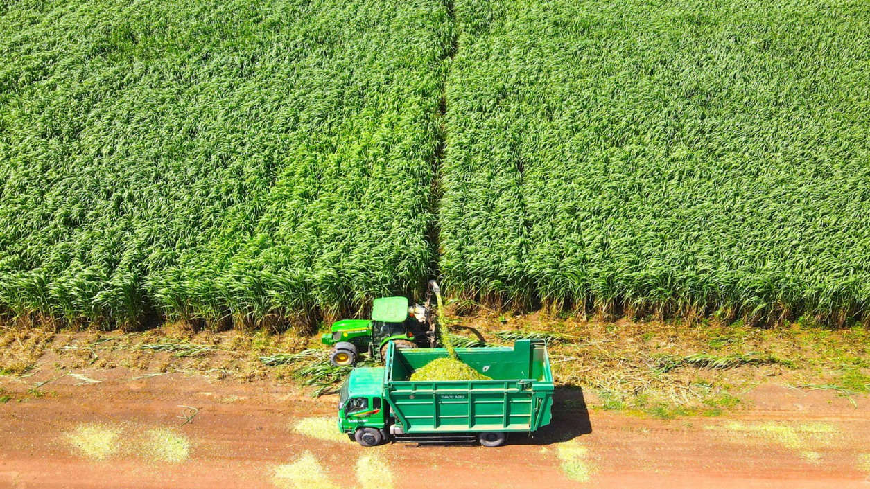 Thaco Agri - công ty nông nghiệp của ông Trần Bá Dương dứt lỗ, cho HNG vay thêm 600 tỷ đồng